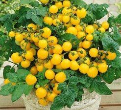 Gelbe Cherrytomate Samen kaufen online