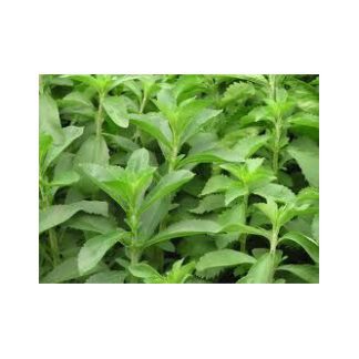 Stevia rebaudiana Samen kaufen online