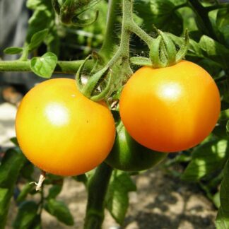 Tomate Gelbe von Thun Samen kaufen online