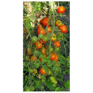 Tomate Glacier Samen kaufen