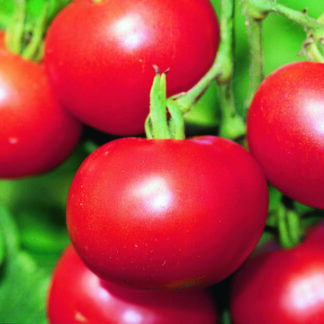 Samen Tomaten Matina bio kaufen online
