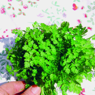 Gartenkerbel Bio Samen kaufen online