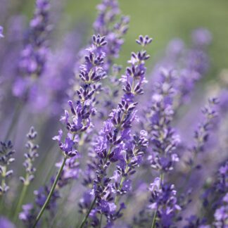 Echter Lavendel Bio Samen kaufen online